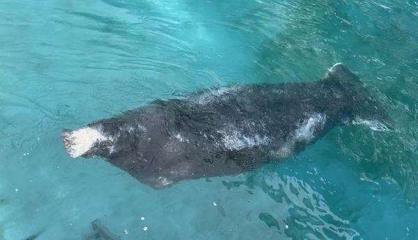 SeaWorld and DHL Express Partner to Move Rehabilitated Manatee from Texas to Florida for Return
